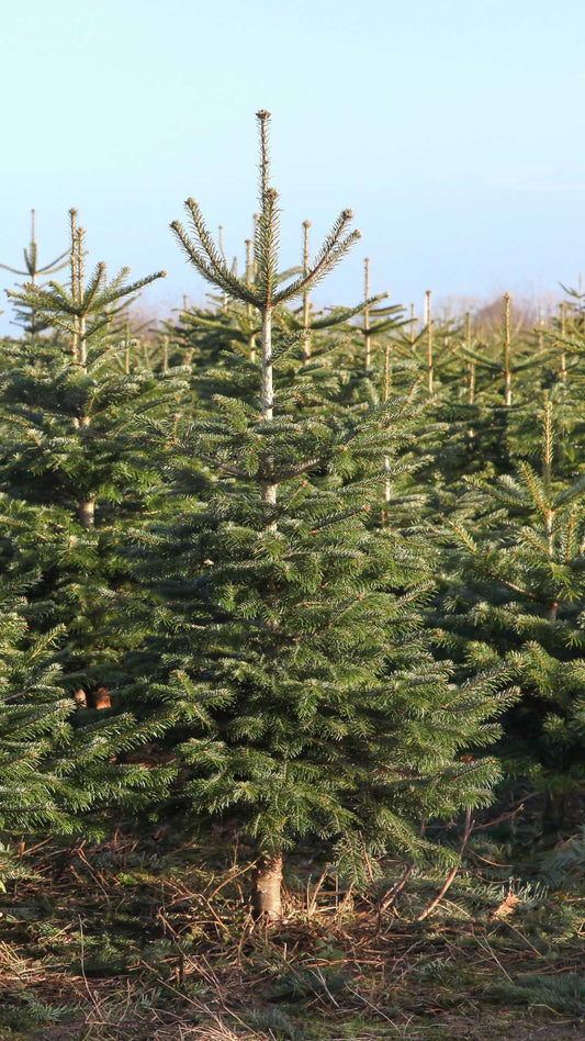 Nordmann Karácsonyfa, Fenyőfa Online Rendelés Székesfehérvár és Balaton Környékén